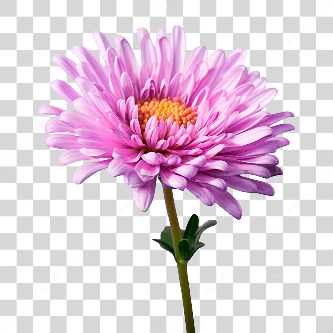 Flor Ornamental PNG Transparente