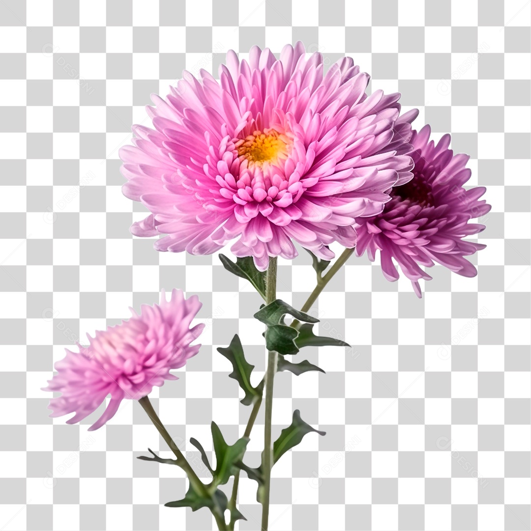 Flores Ornamentais PNG Transparente