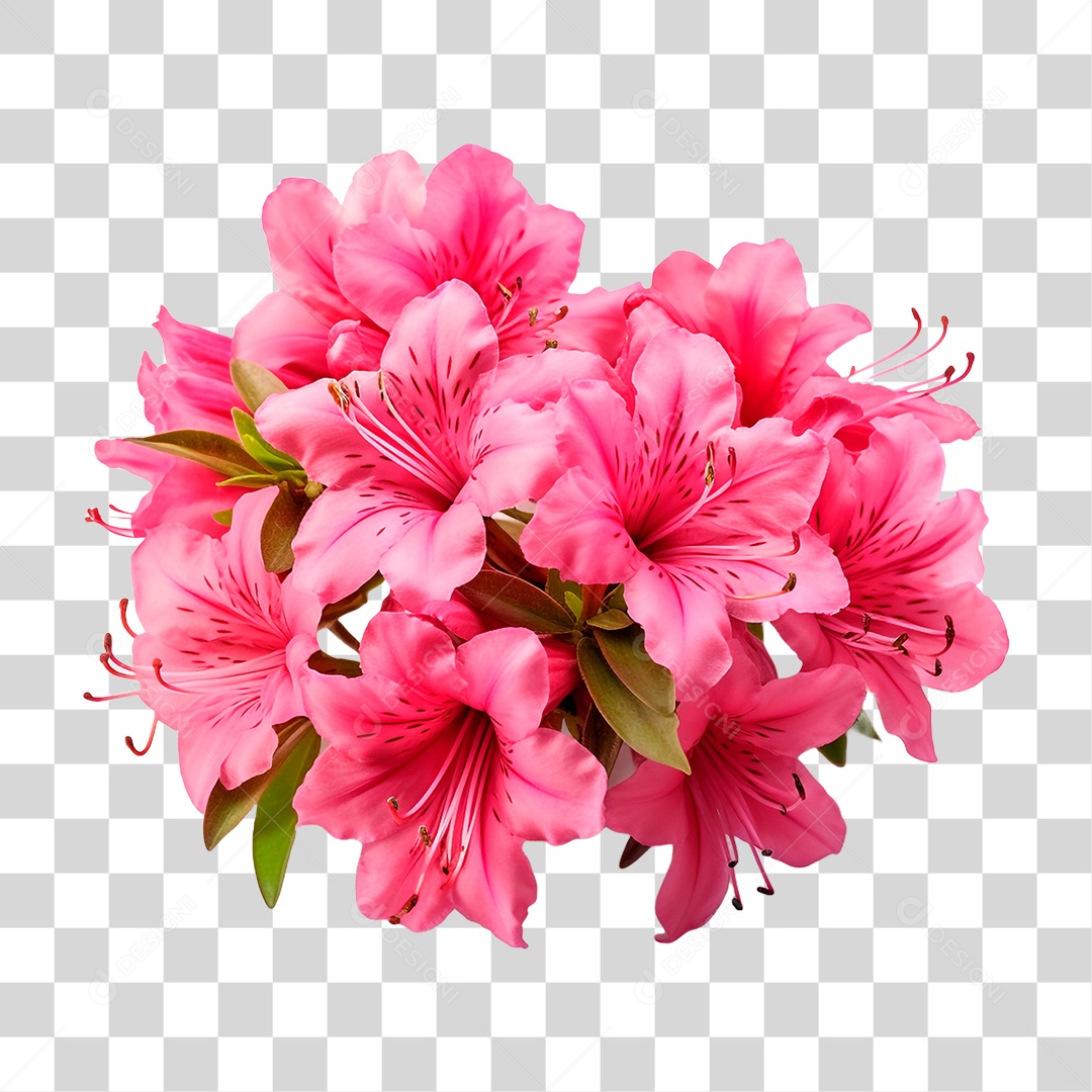 Flores Azaléa PNG Transparente