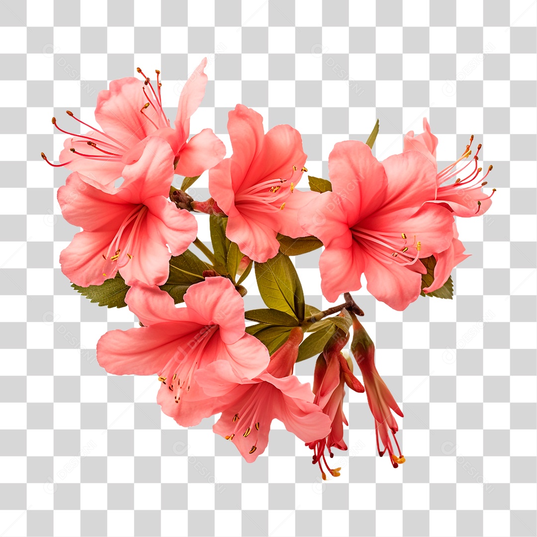 Flores Azaléa PNG Transparente