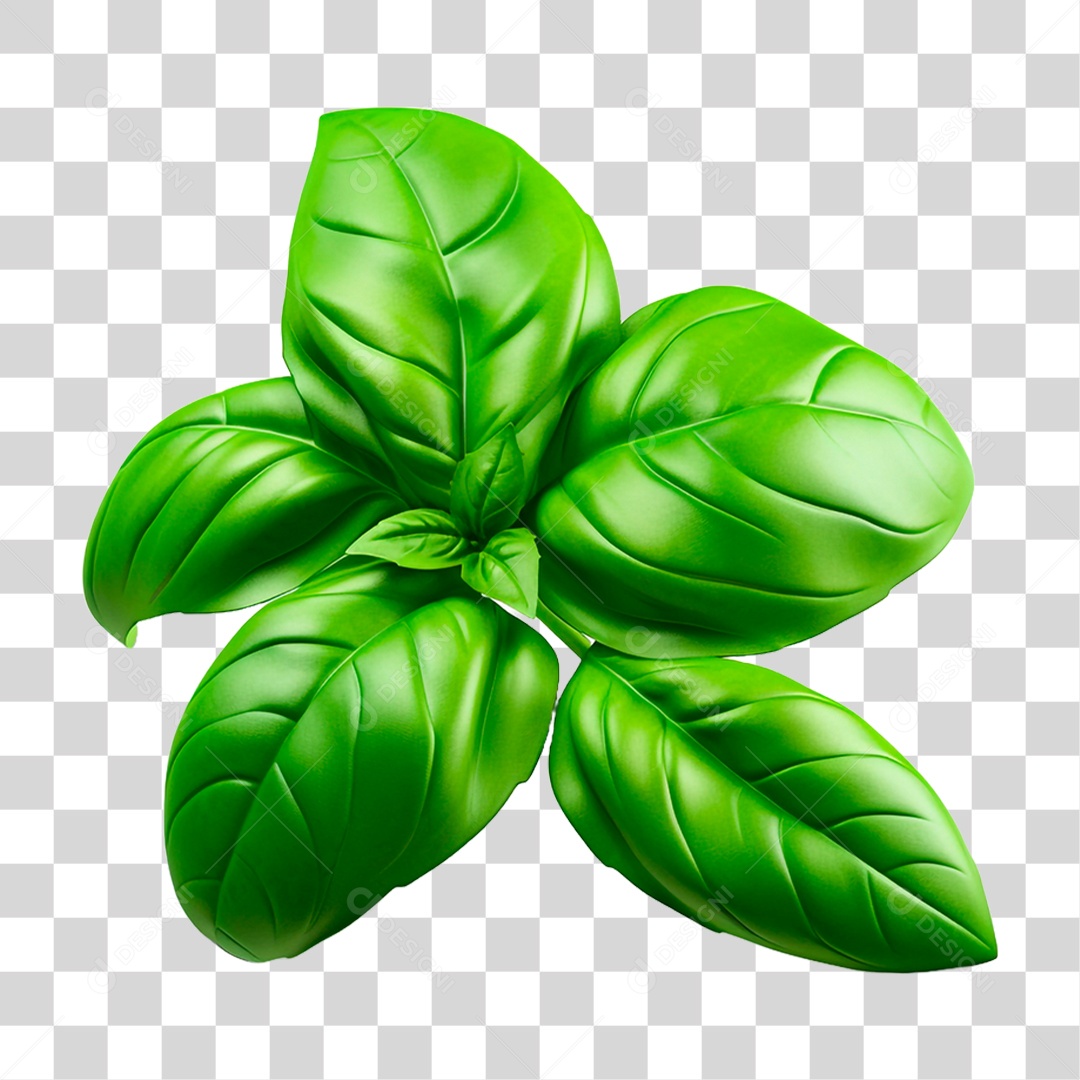 Manjericão PNG Transparente