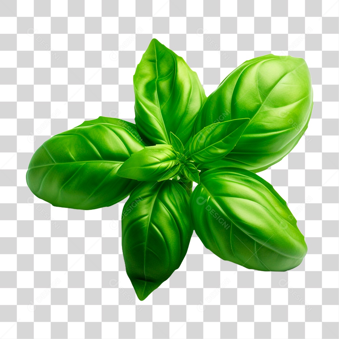 Manjericão PNG Transparente