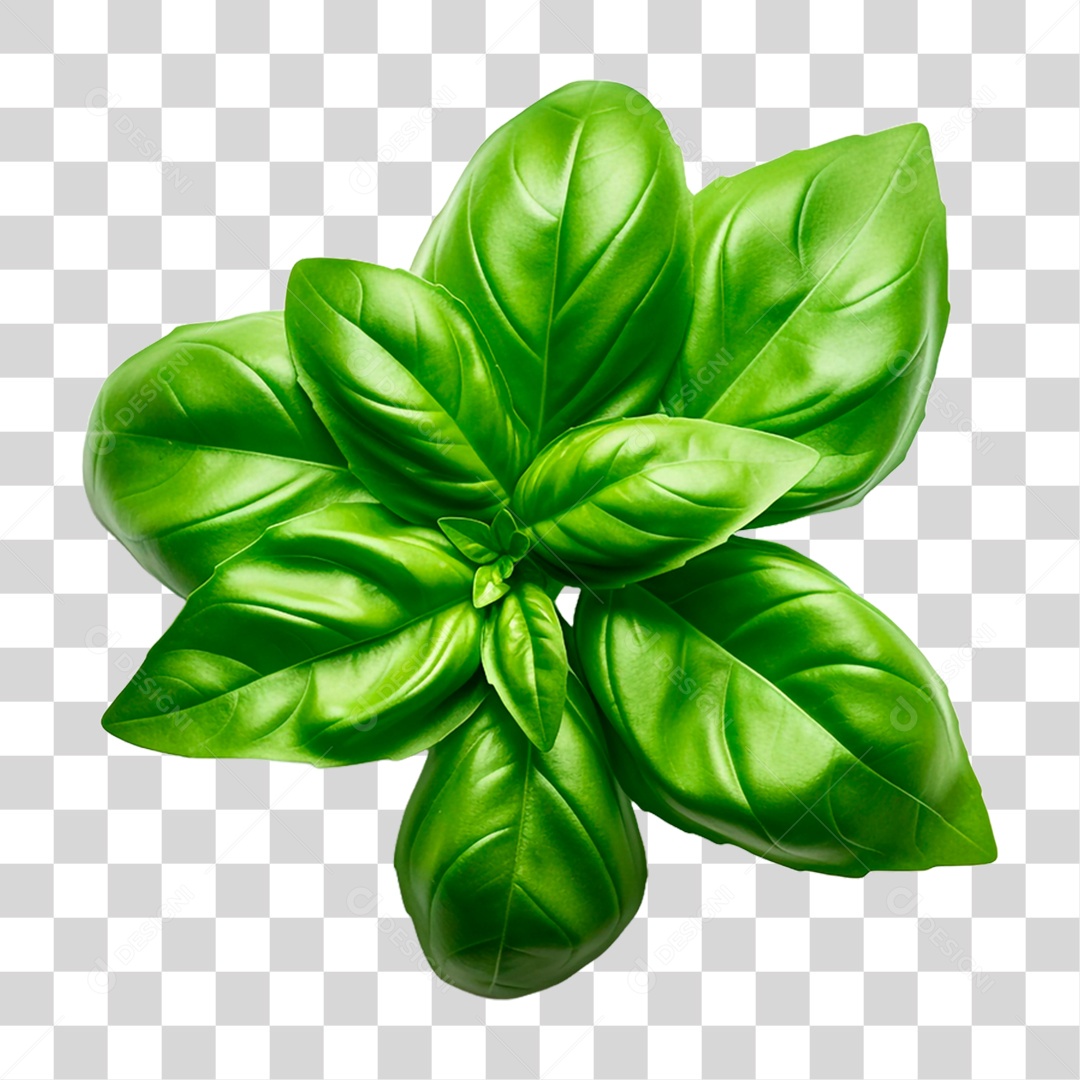 Folhas de Manjericão PNG Transparente