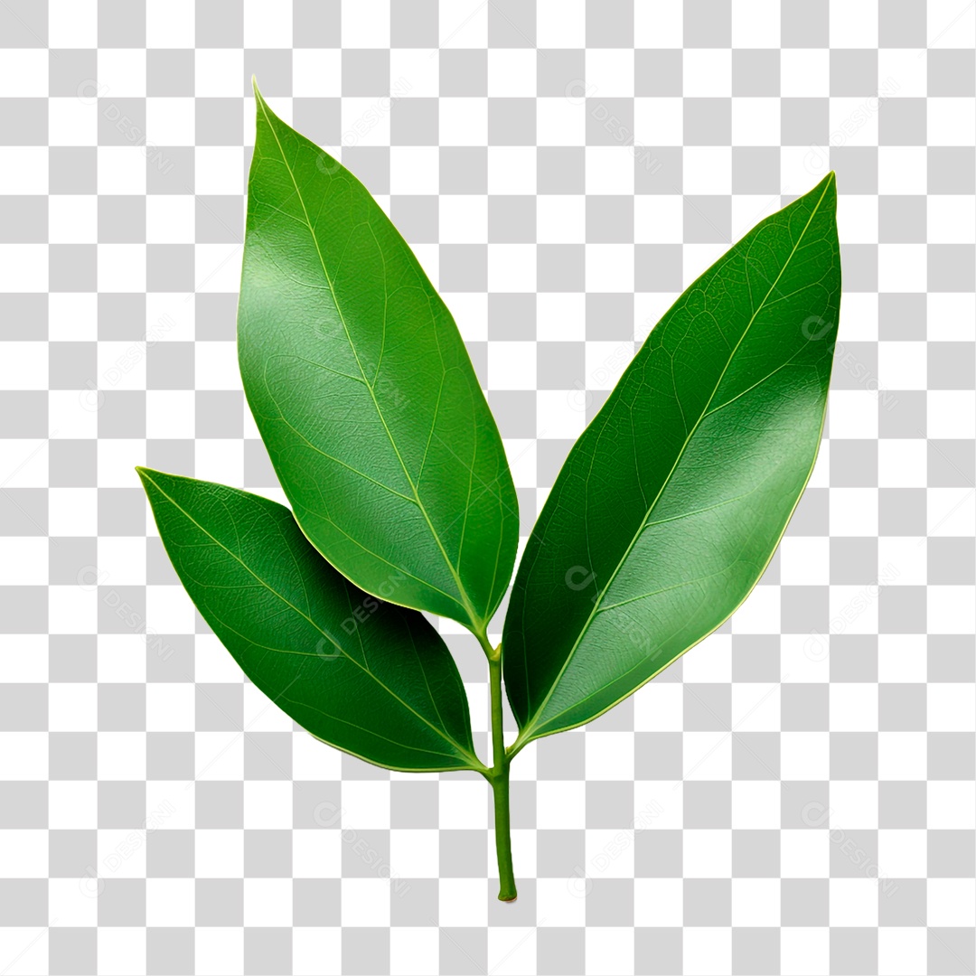 Folhas de Louro PNG Transparente