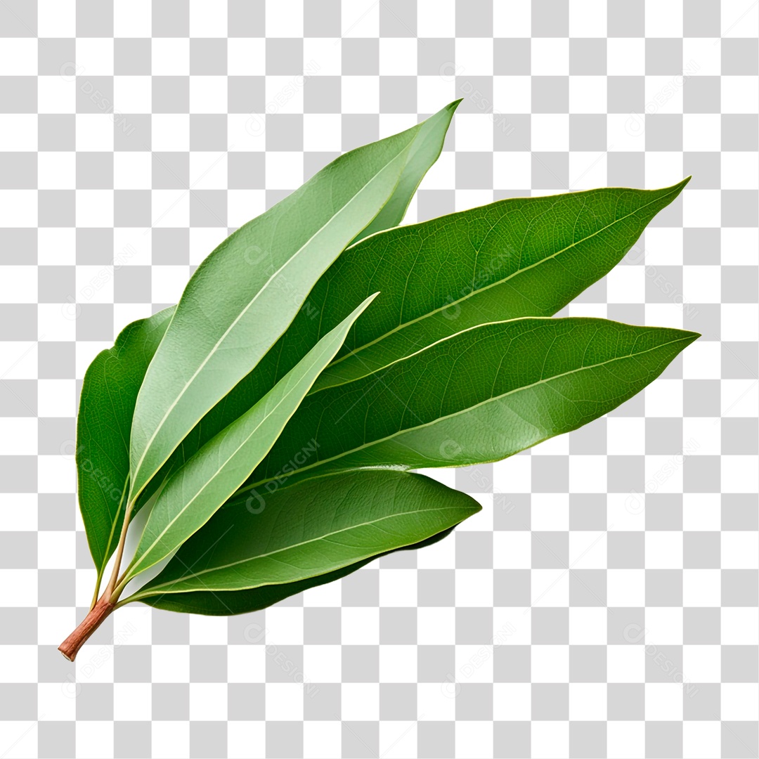 Folhas de Louro PNG Transparente