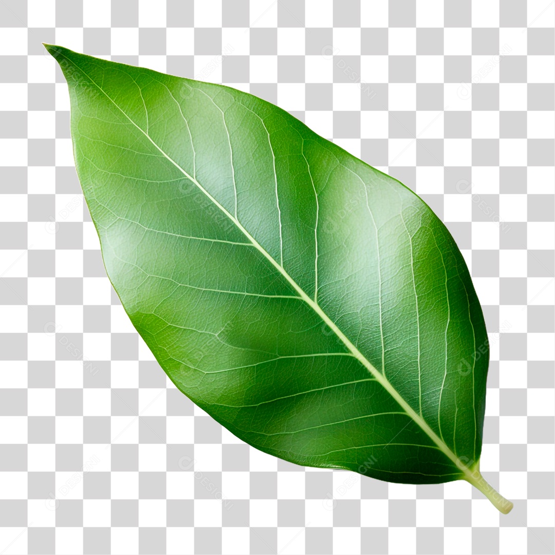 Folha de Louro PNG Transparente