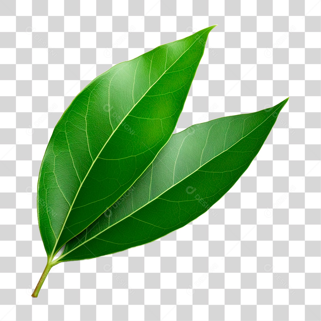 Folhas de Louro PNG Transparente