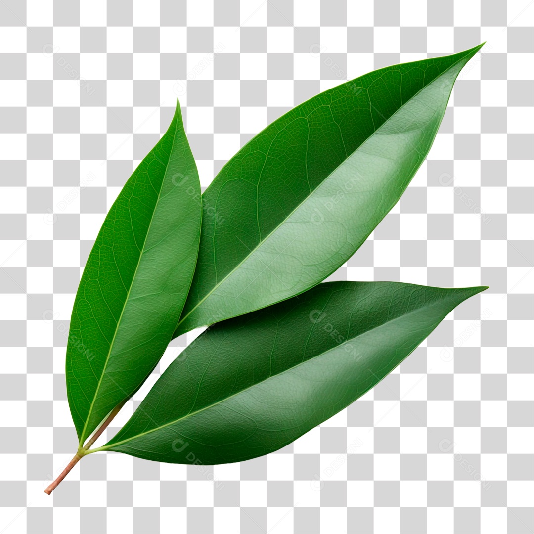 Folhas de Louro PNG Transparente