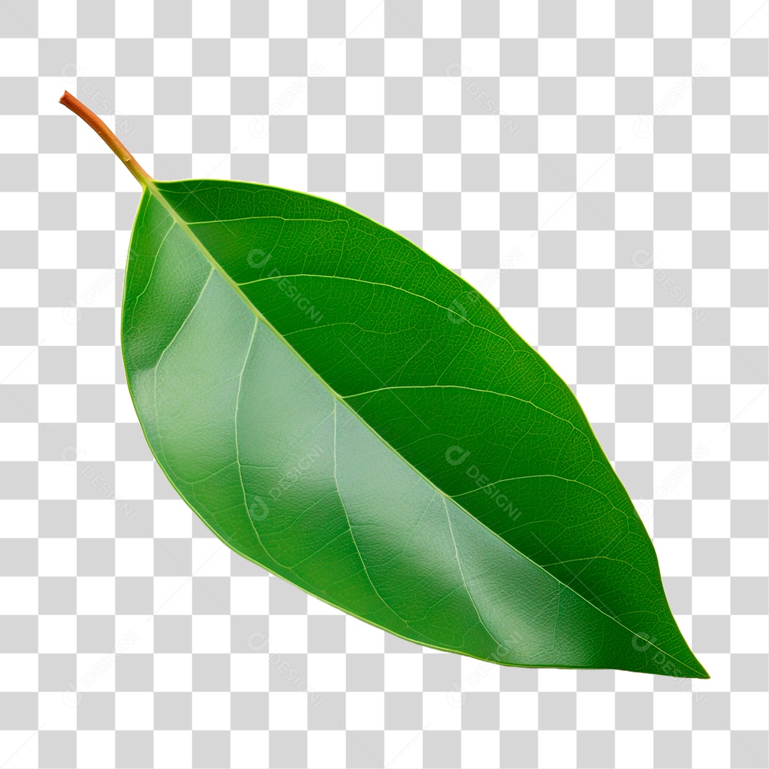 Folha de Louro PNG Transparente