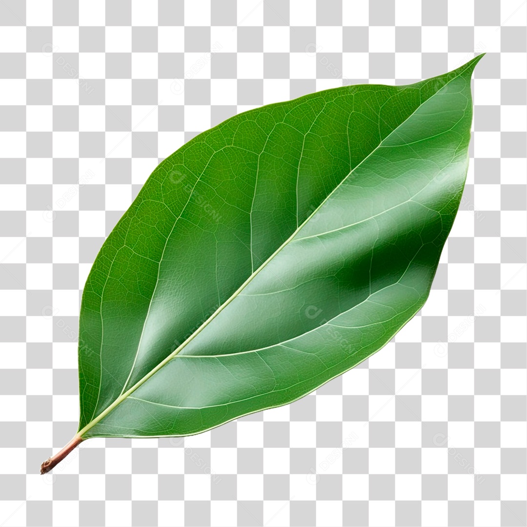 Folha de Louro PNG Transparente