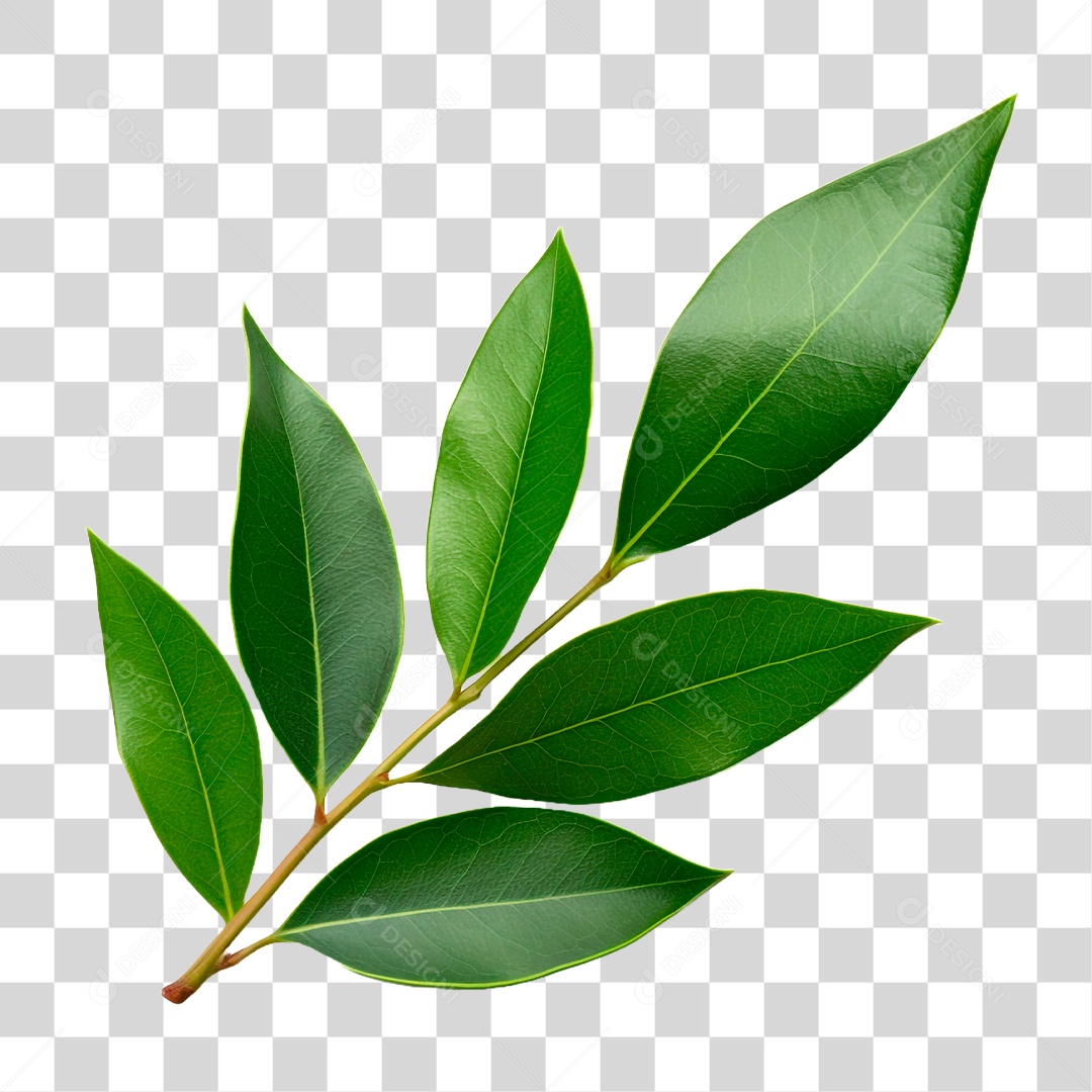 Folhas de Louro PNG Transparente