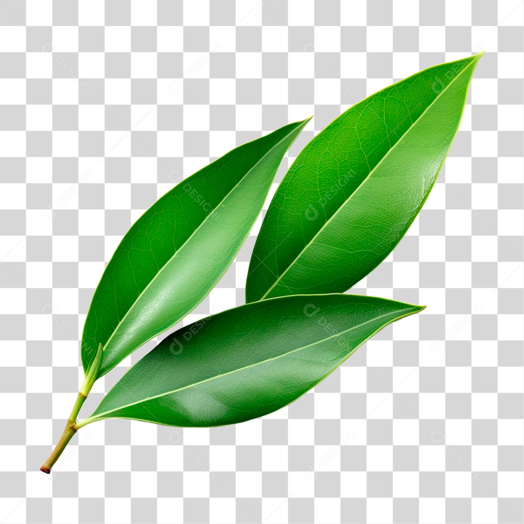 Folhas de Louro PNG Transparente