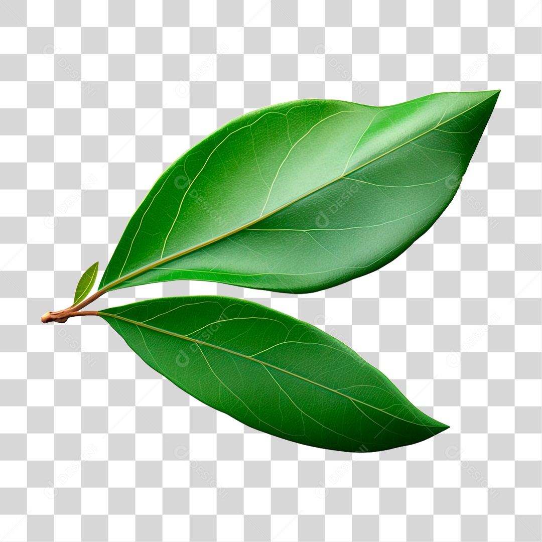 Folhas de Louro PNG Transparente