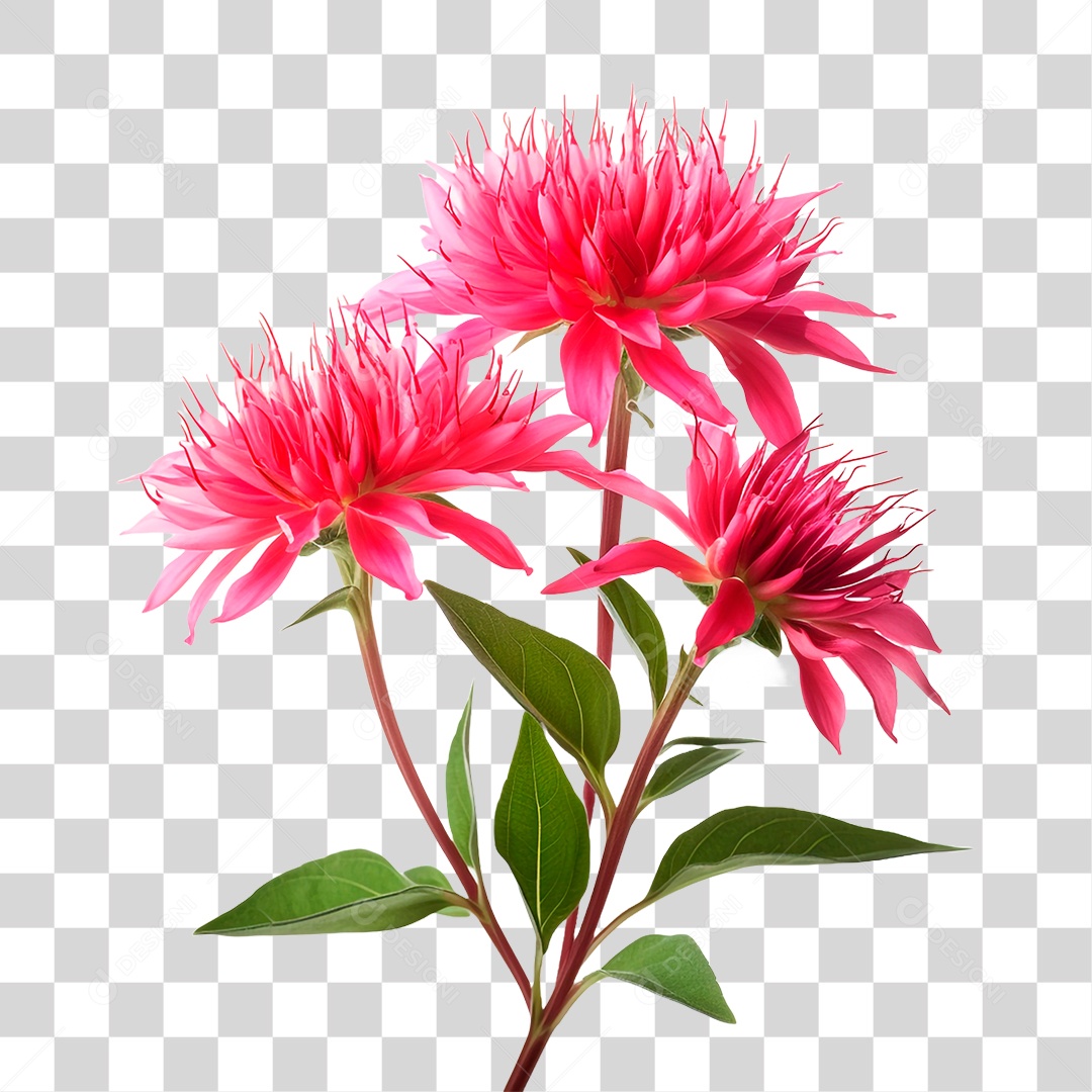 Planta Bee Balm PNG Transparente