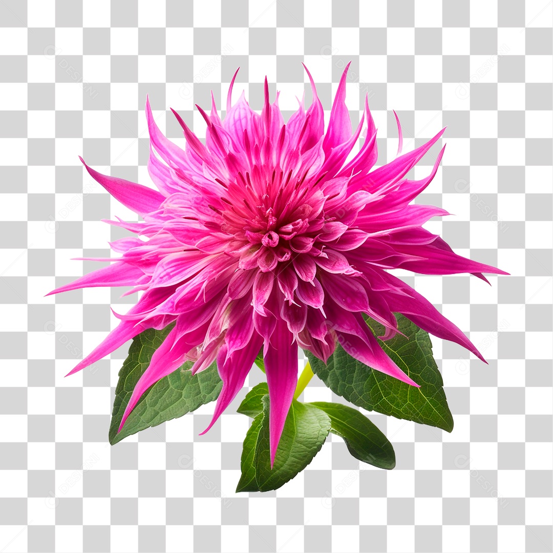 Planta Bee Balm PNG Transparente