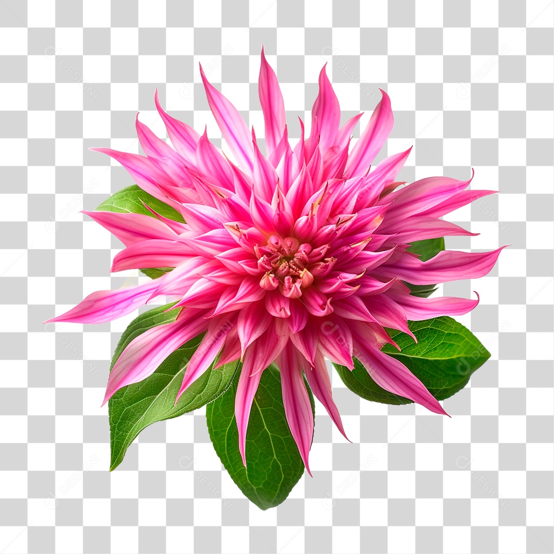 Planta Bee Balm PNG Transparente