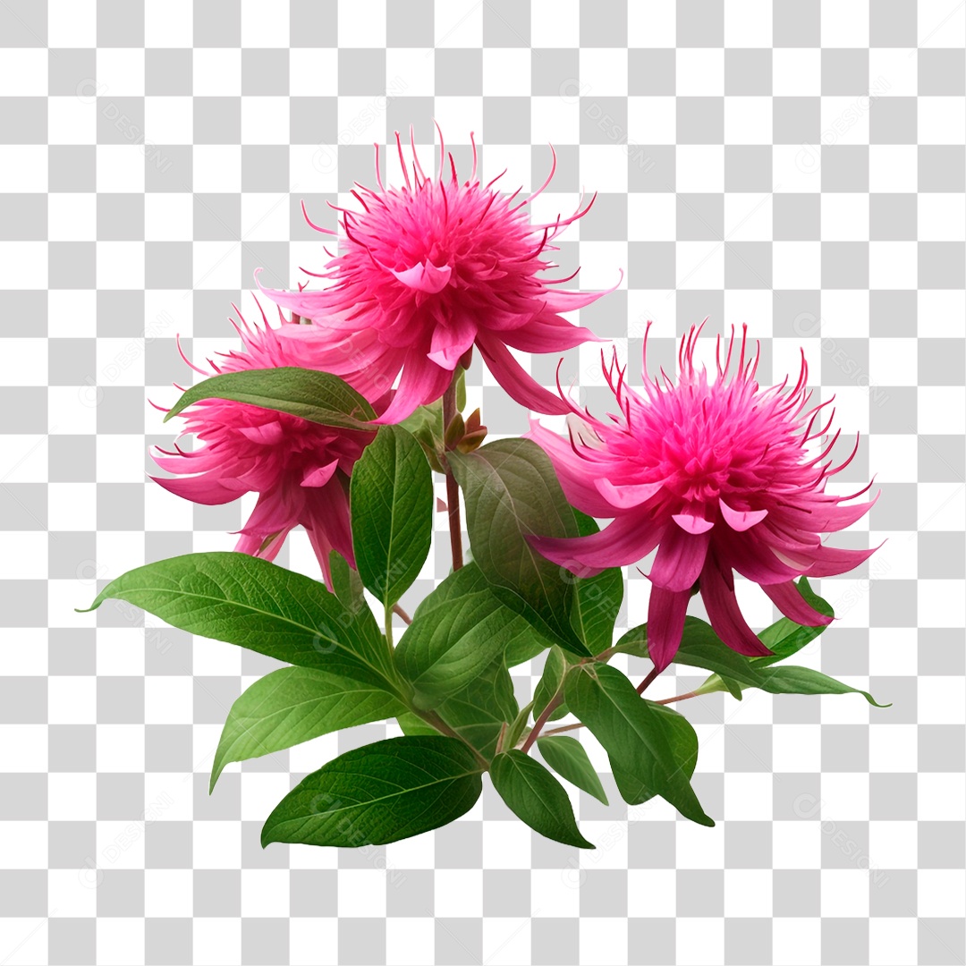 Planta Bee Balm PNG Transparente