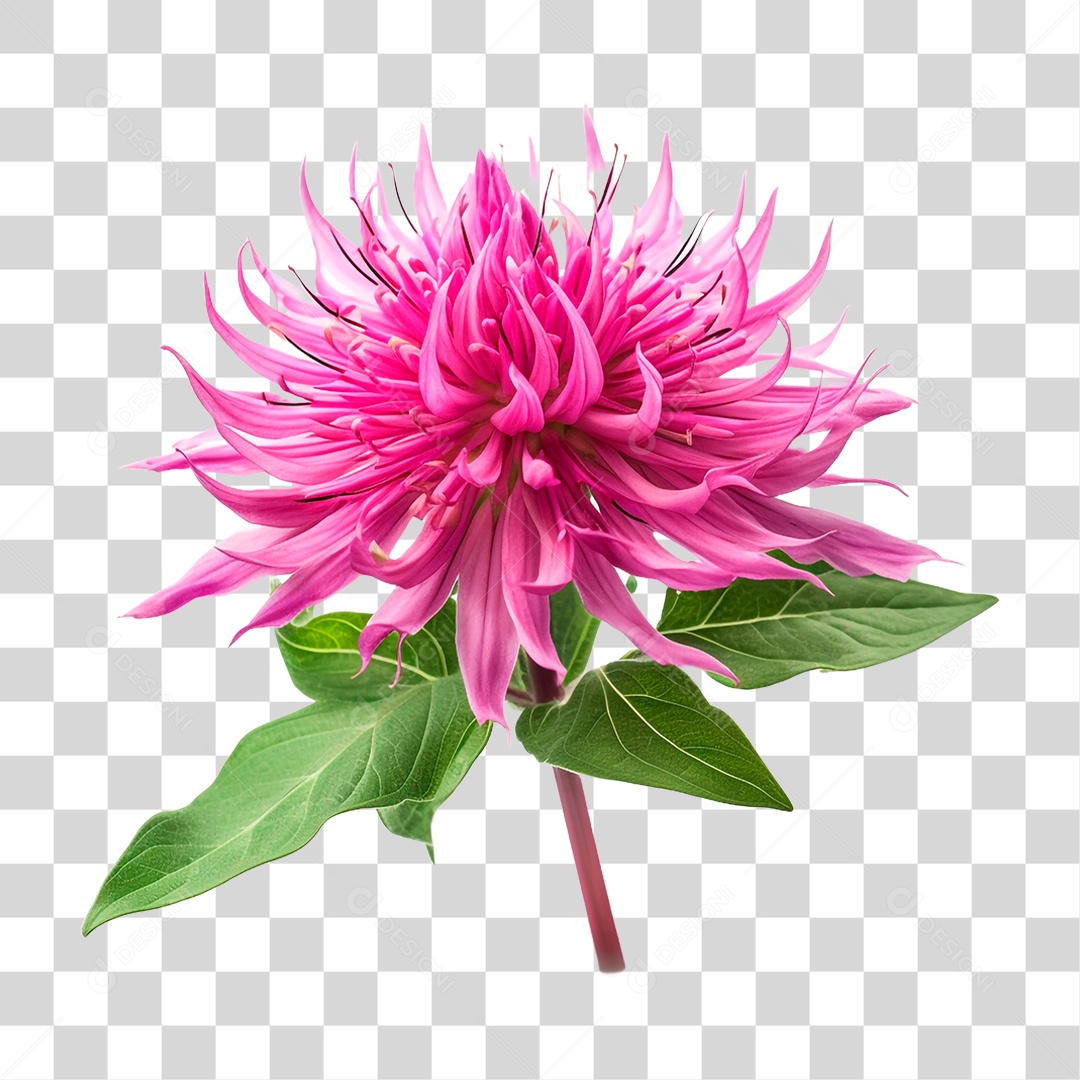 Planta Bee Balm PNG Transparente