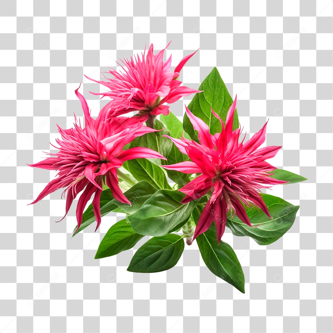 Planta Bee Balm PNG Transparente