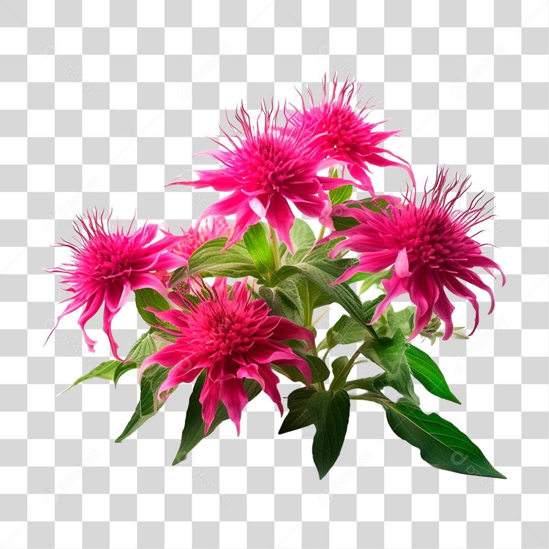 Planta Bee Balm PNG Transparente