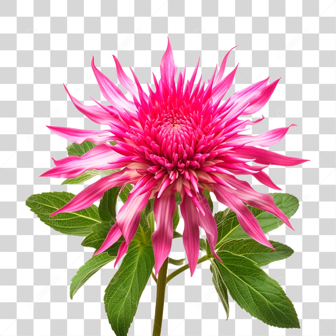 Planta Bee Balm PNG Transparente)