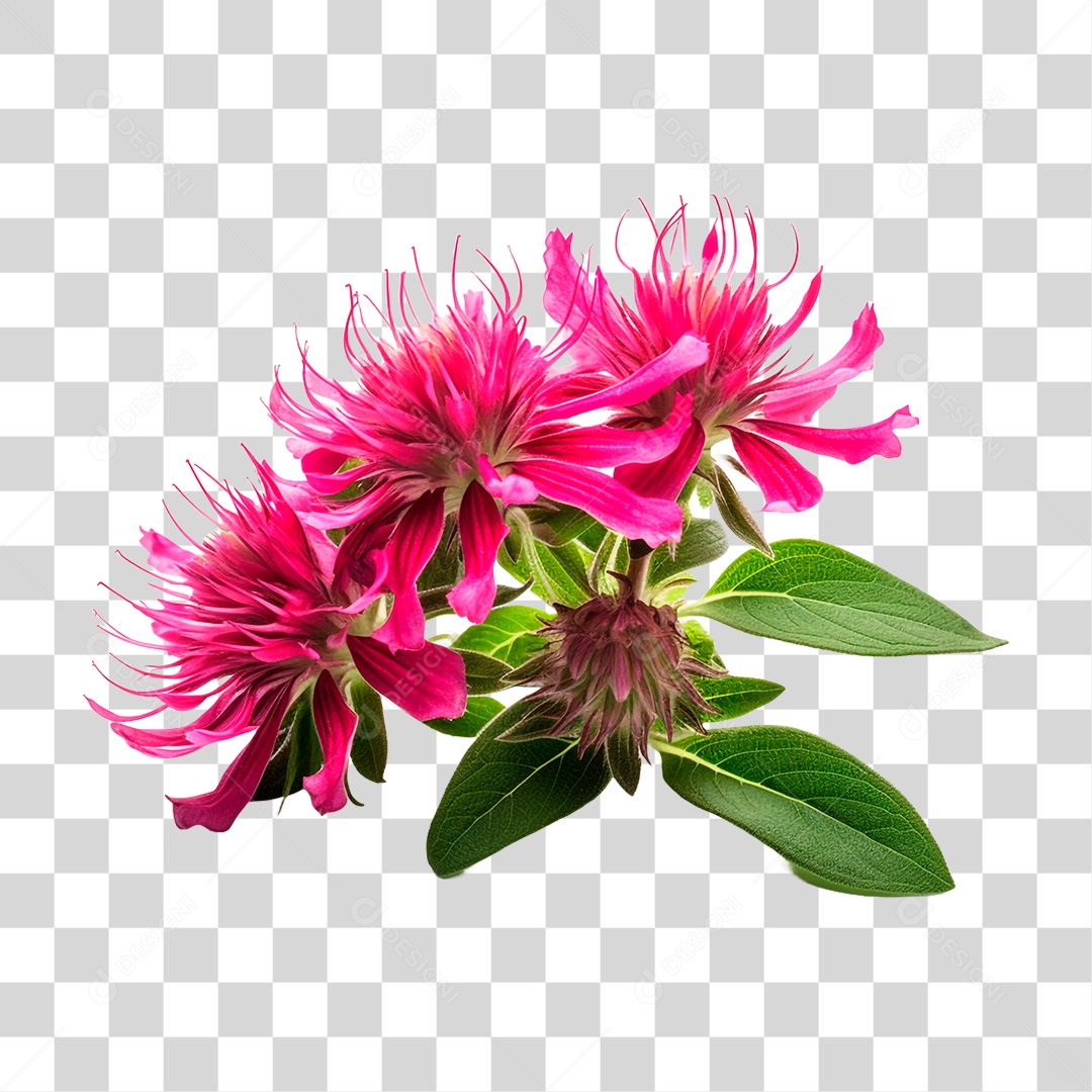 Planta Bee Balm PNG Transparente