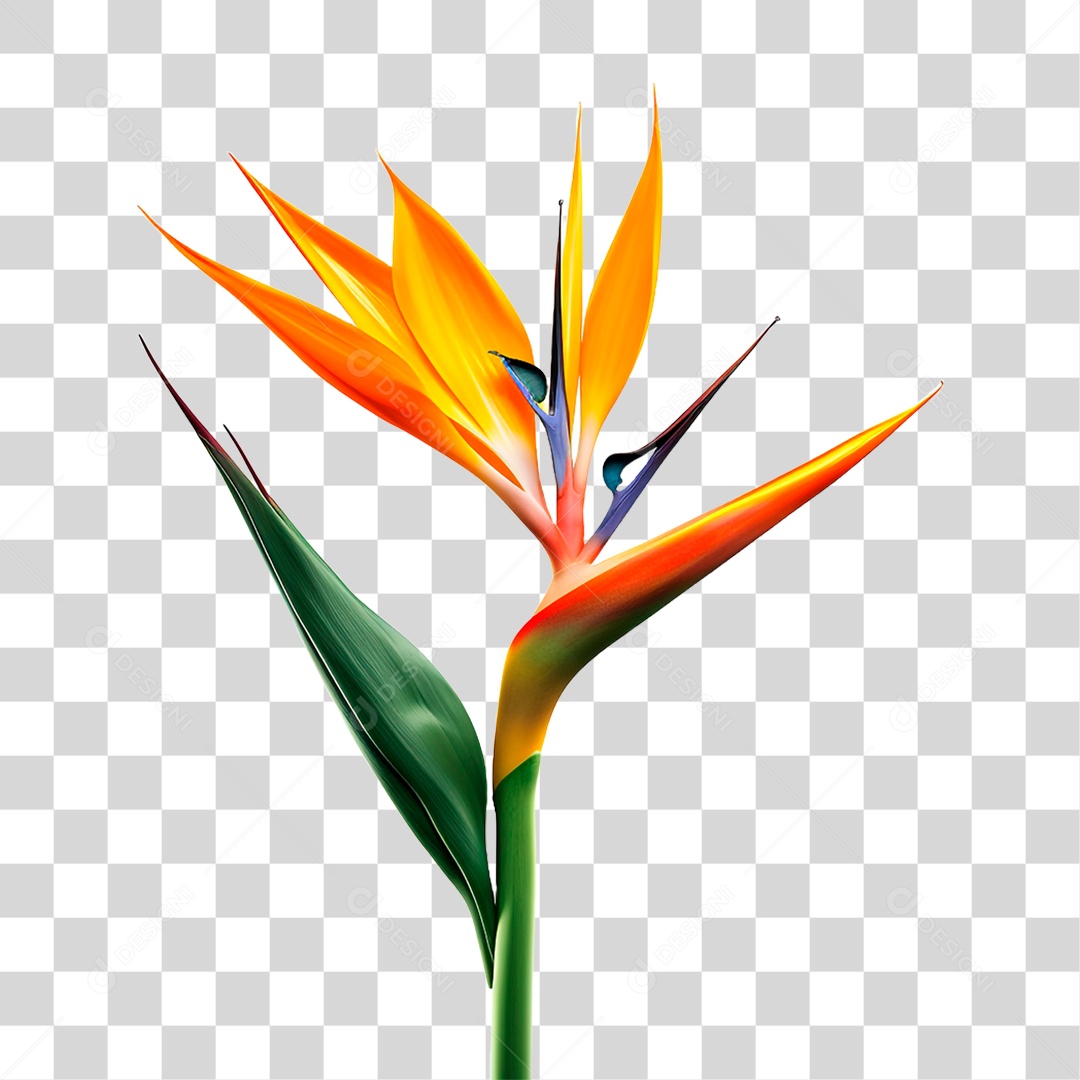 Flor Ave do Paraíso PNG Transparente
