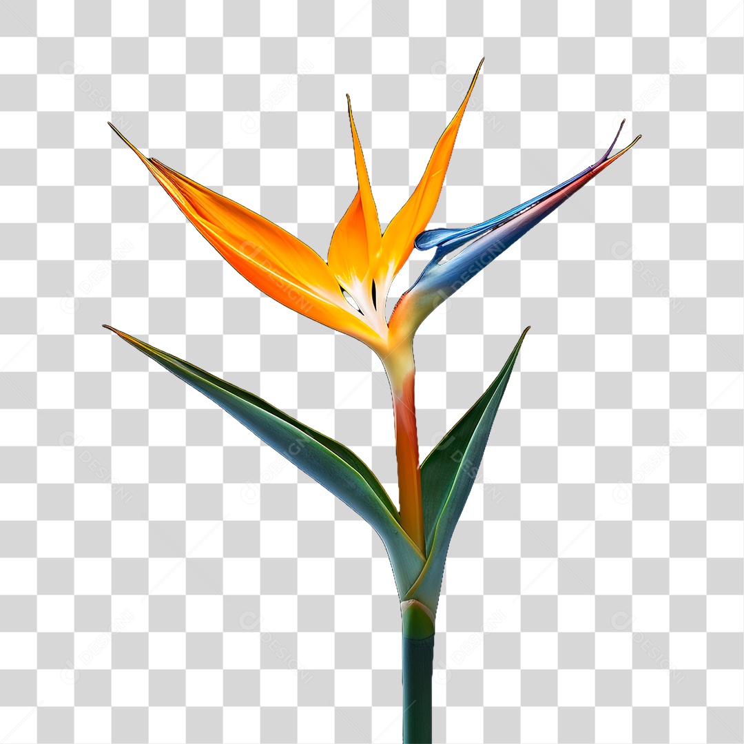 Flor Ave do Paraíso PNG Transparente
