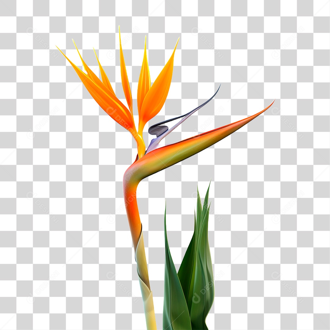 Flor Ave do Paraíso PNG Transparente