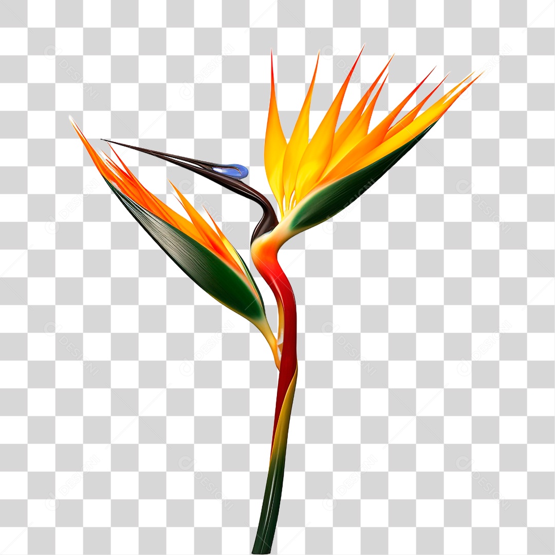 Flor Ave do Paraíso PNG Transparente
