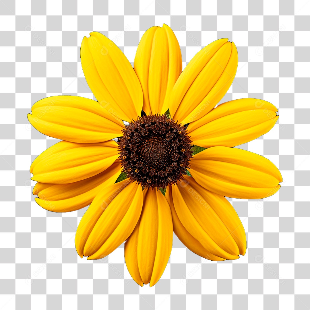 Flor Girassol PNG Transparente