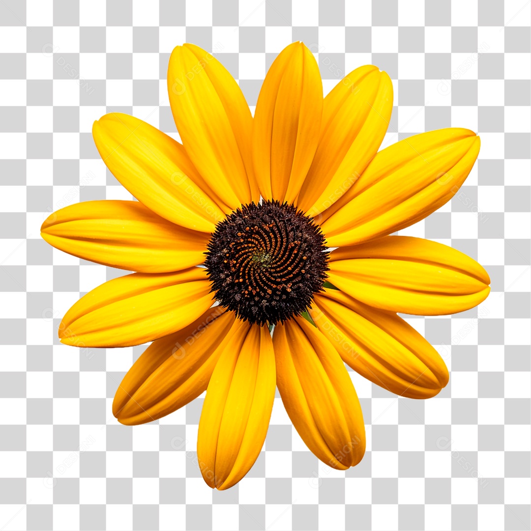 Flor Girassol PNG Transparente