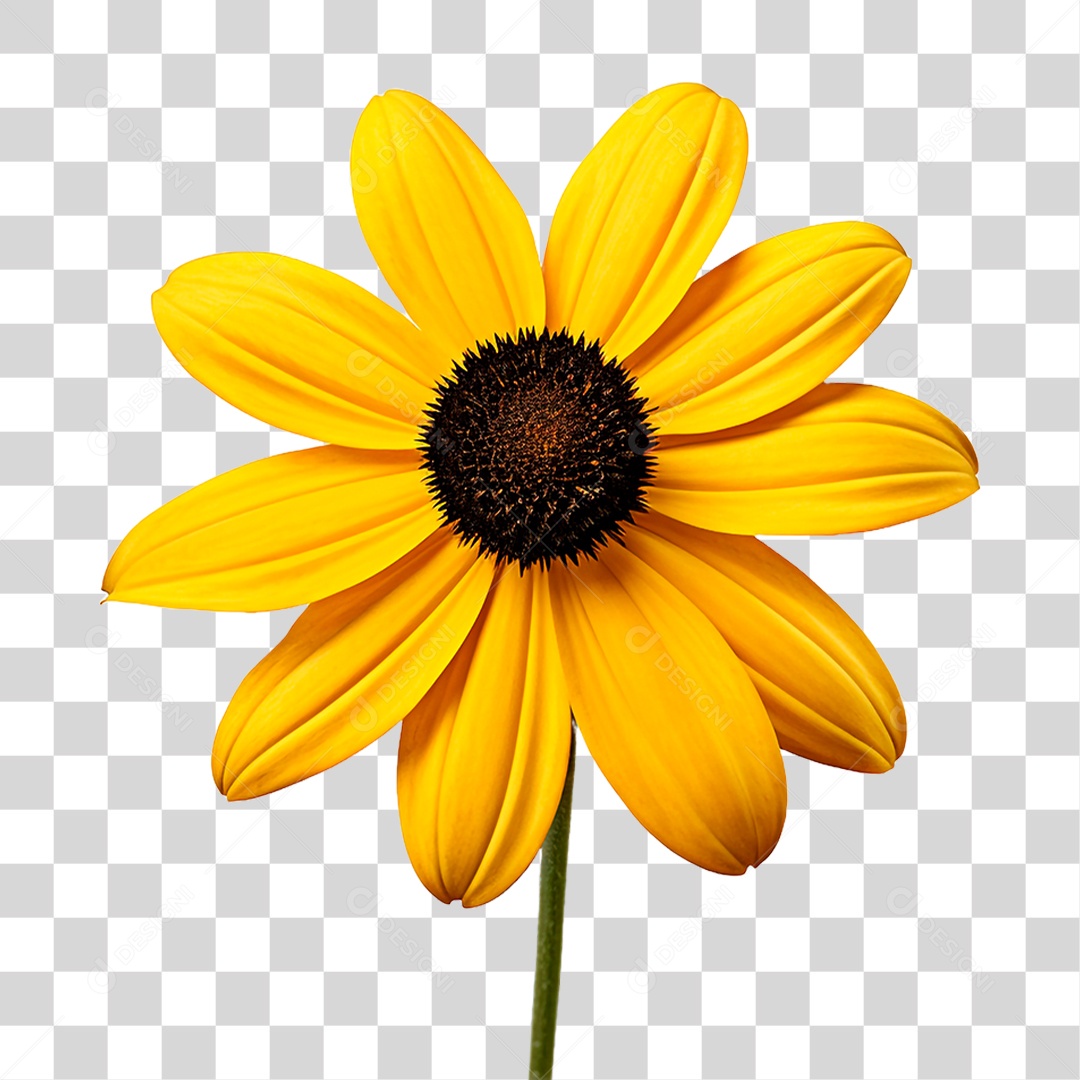 Flor Girassol PNG Transparente