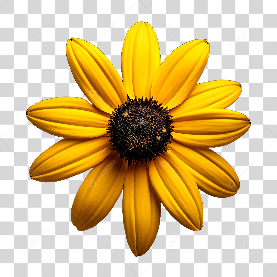 Planta Girassol PNG Transparente