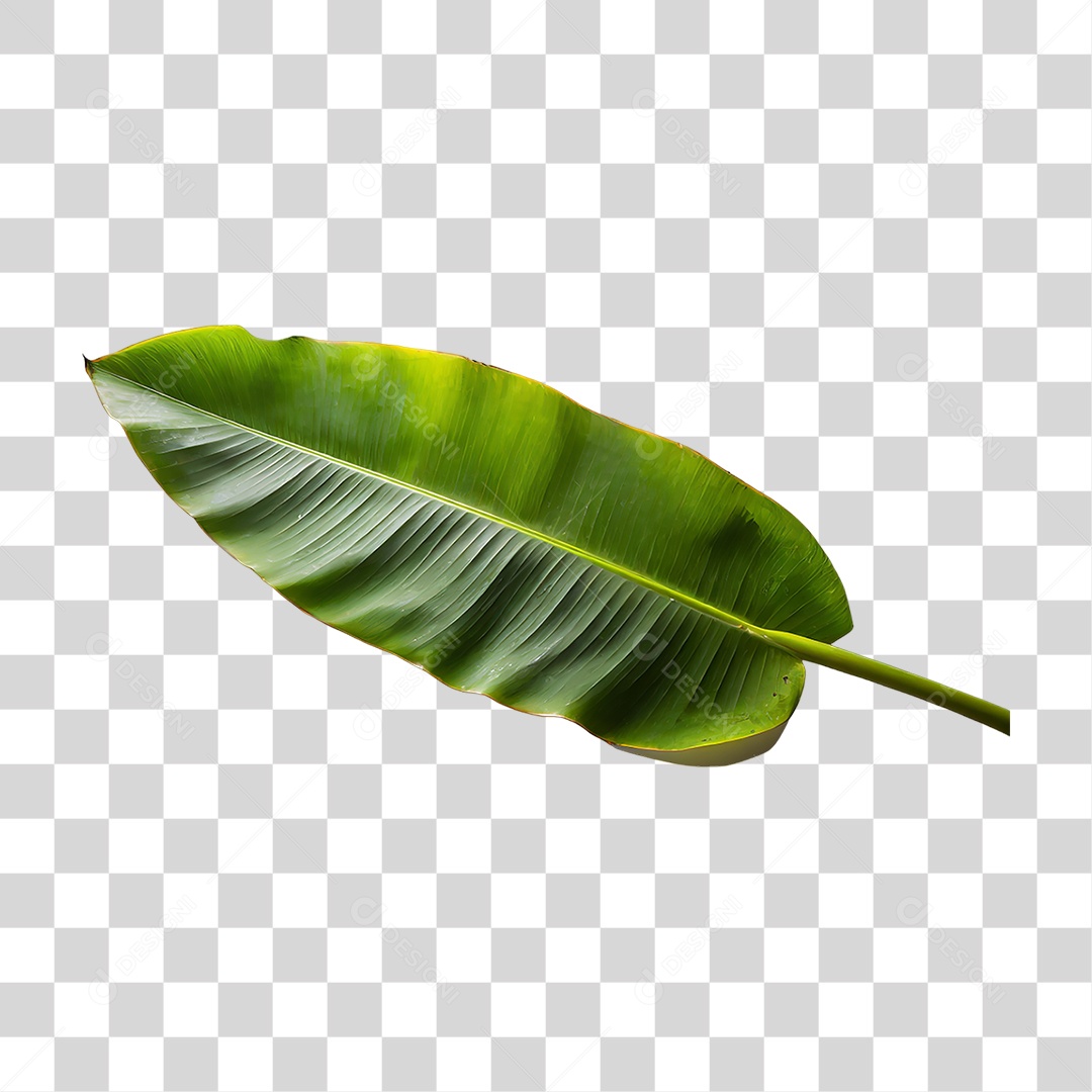 Folha de Bananeira Verde PNG Transparente