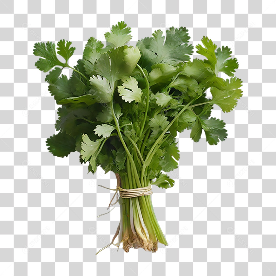 Folhas de Coentro Verde PNG Transparente