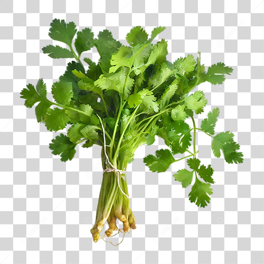 Folhas de Coentro Verde PNG Transparente