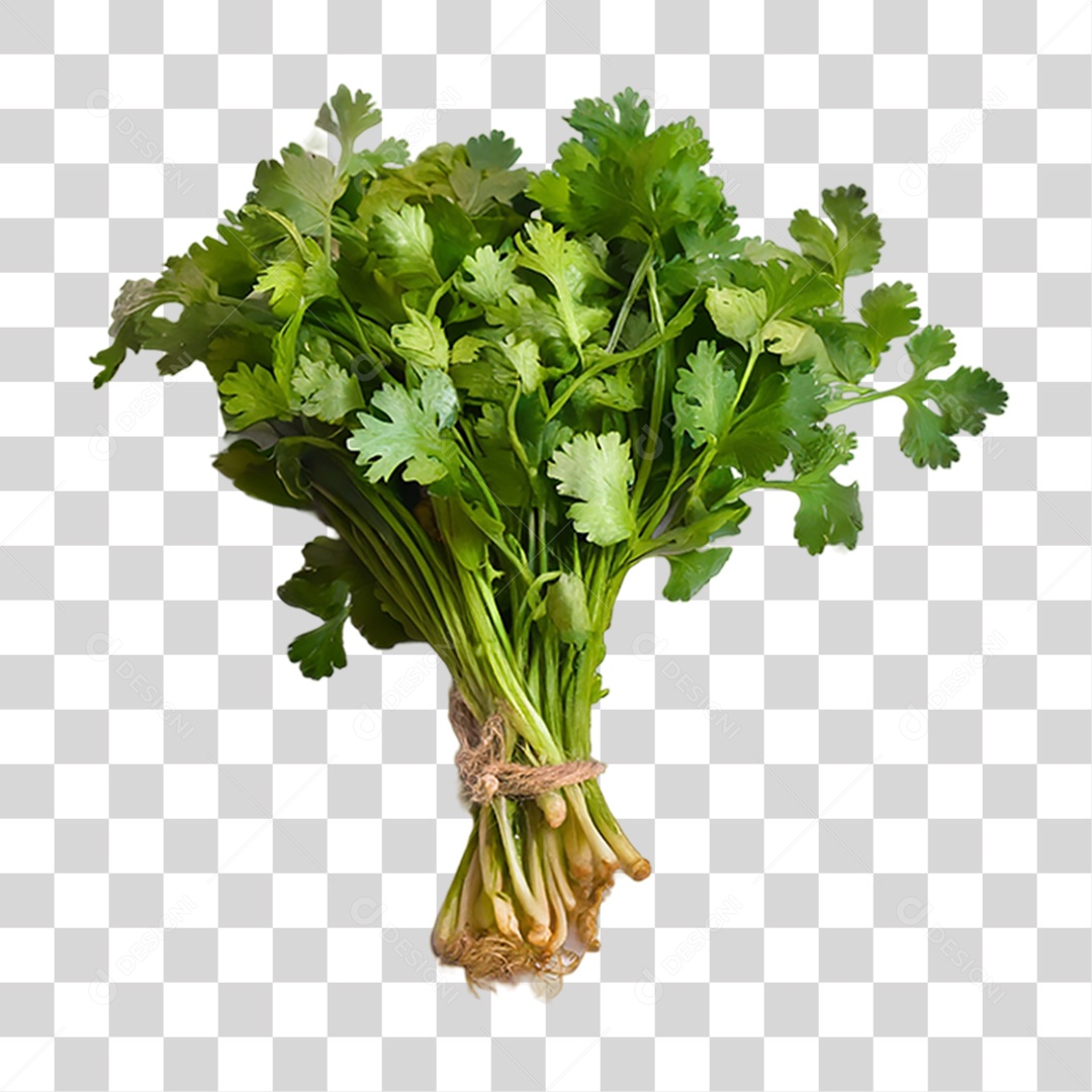 Folhas de Coentro Verde PNG Transparente