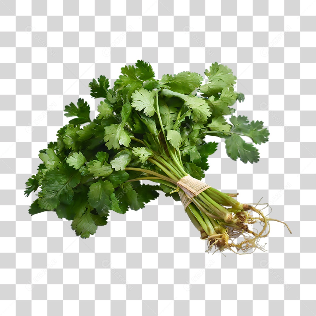 Folhas de Coentro Verde PNG Transparente