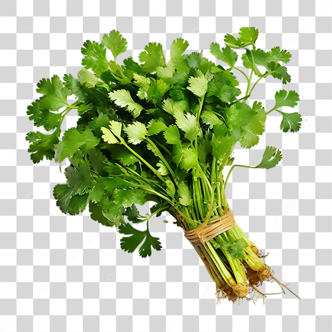 Folhas de Coentro Verde PNG Transparente