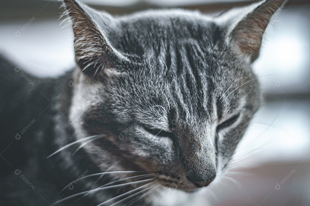 Gato cinza relaxando com os olhos fechados, gato dormindo, gato meditando.