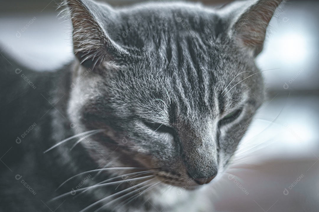 Gato cinza relaxando com os olhos fechados, gato dormindo, gato meditando.
