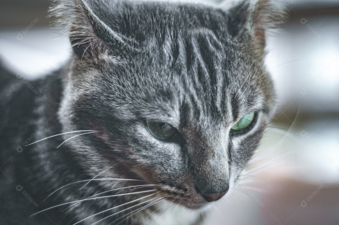 Gato cinza relaxando com os olhos fechados, gato dormindo, gato meditando.