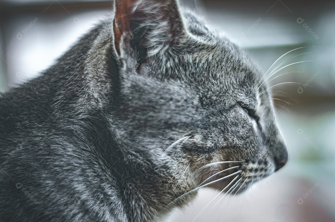 Gato cinza relaxando com os olhos fechados, gato dormindo, gato meditando.