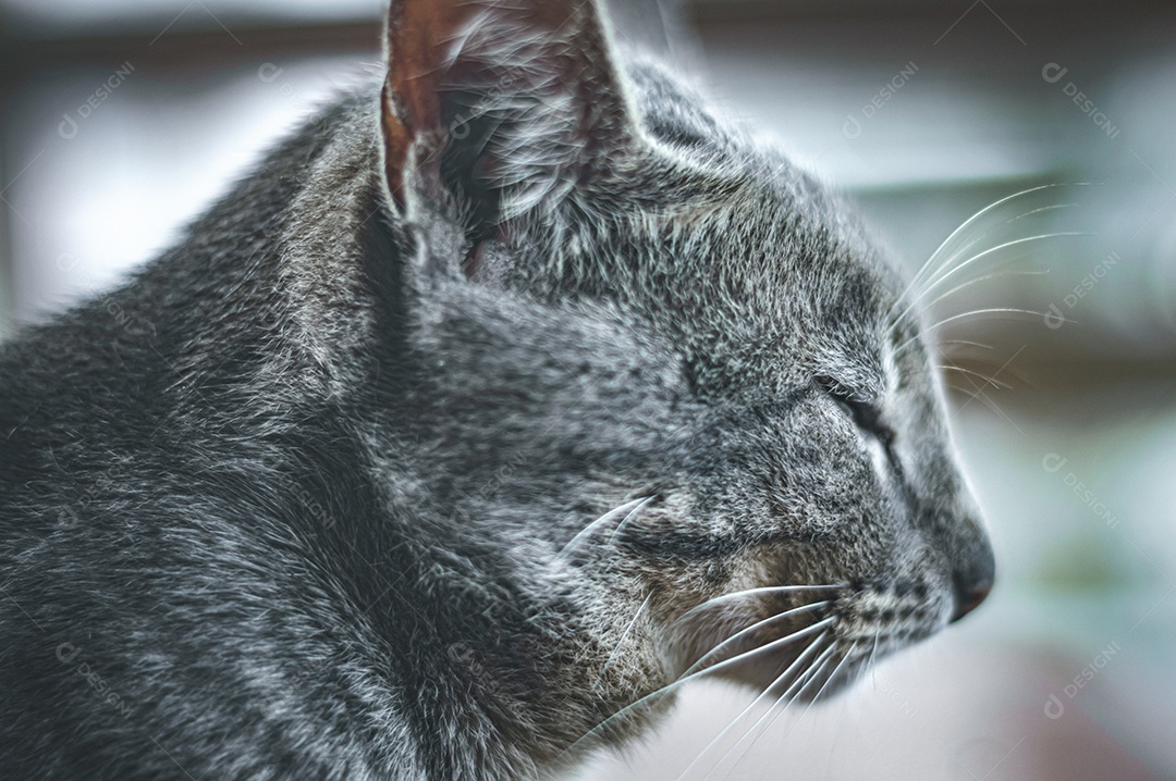 Gato cinza relaxando com os olhos fechados, gato dormindo, gato meditando.