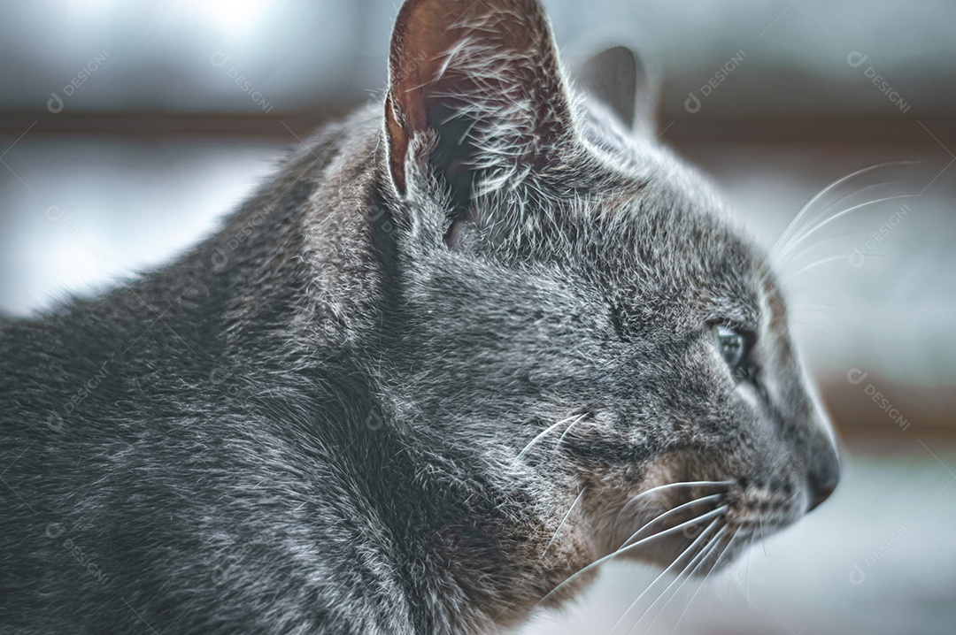 Gato cinza relaxando com os olhos fechados, gato dormindo, gato meditando.