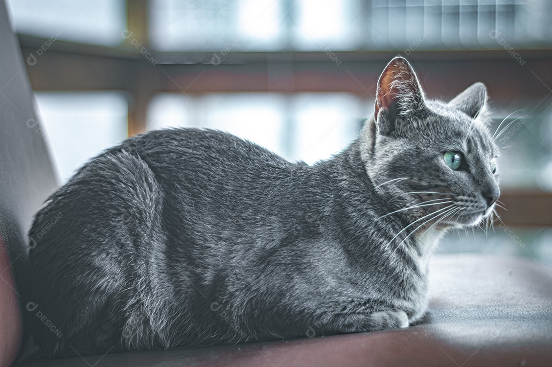 Gato cinza relaxando com os olhos fechados, gato dormindo, gato meditando.