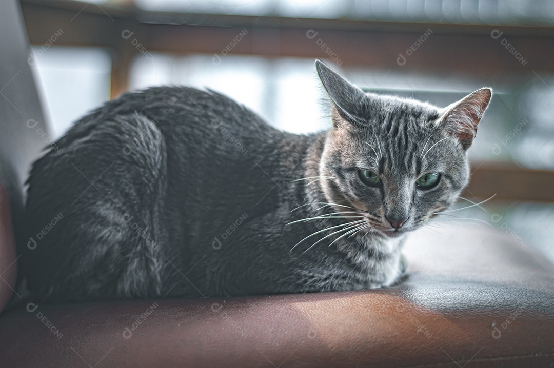 Gato cinza relaxando com os olhos fechados, gato dormindo, gato meditando.