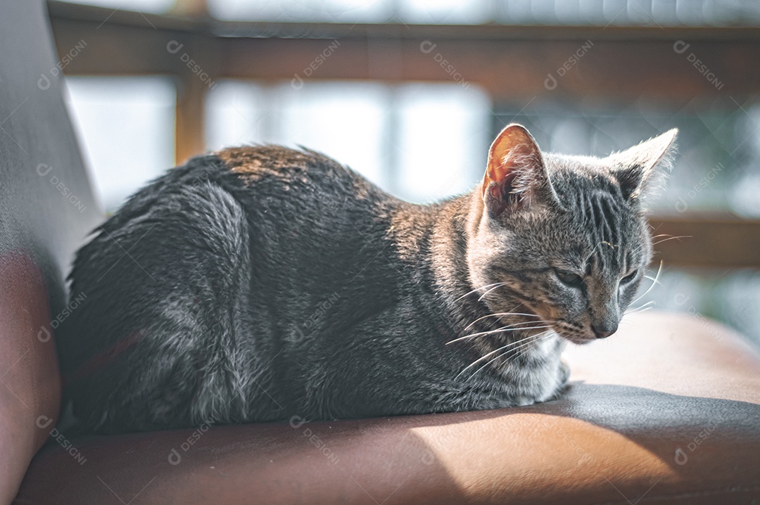 Gato cinza relaxando com os olhos fechados, gato dormindo, gato meditando.