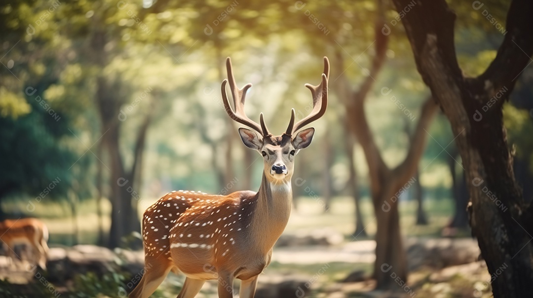 Lindo veado sobre parque